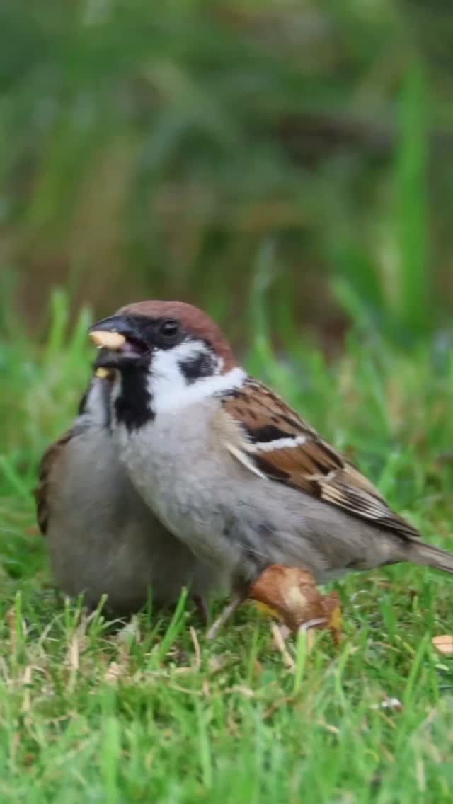 🐦💕 A little gift, a lot of love.
Caught this adorable moment as one sparrow shared food with its partner. Even in the wild, caring is a language everyone understands.
#WildlifeLove #BirdLife #NatureMoments #SafariExperience #gnadesafaris