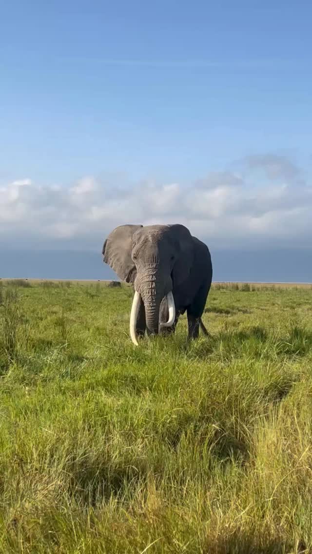 🐘 The gentle giant of Africa.
Every step tells a story, every moment inspires awe. Witness the true king of the wilderness. 🌿✨
#ElephantSafari #TanzaniaSafari #WildlifeAdventure #SafariLife #gnadesafaris GnadeSafaris