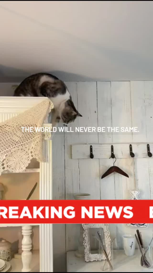We are witnessing history
.
.
.
#cat #catreels #catsofinstagram #breakingnews #meme