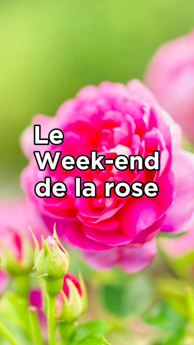 Y a-t-il des passionnées de roses parmi vous 🌹? Oui ! Eh bien les 5 et 6 juin prochain, vous devez absolument vous rendre dans les magnifiques jardins de Bagatelle au coeur du Bois de Boulogne pour célébrer l’un des rendez-vous les plus fleuris et poétiques de la saison : le Week-end de la Rose.
————————
🌹 Parc de Bagatelle
Route de Sèvres à Neuilly, Paris 16e
Du samedi 6 au dimanche 7 juin 2026
Le samedi et Le dimanche de 10 h à 18 h
🎟️ Entrée du parc : 2,70 € - tarif réduit et gratuité sous conditions
#roseraie #jardinsparis #passionjardin #parcdebagatelle #weekendparisien