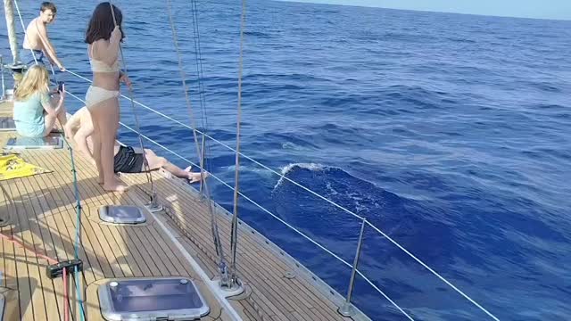 Nature has a special way of bringing people together #bluejacksail #whalewatching #tenerife #naturelovers #tenerifevibes