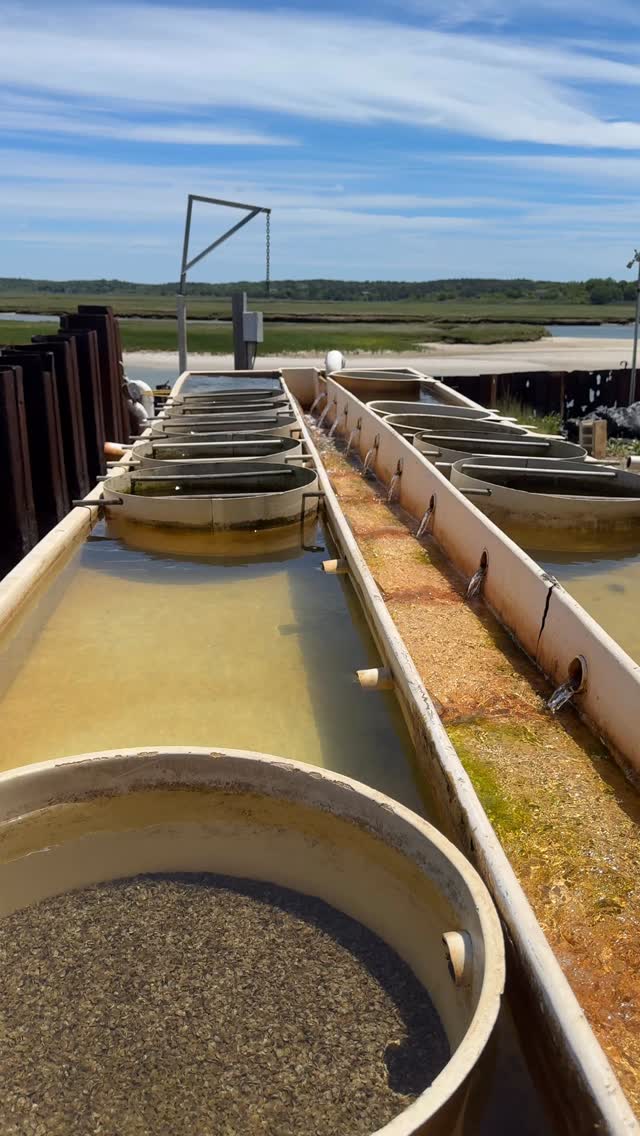 No trending sound✅
No filter ✅
Just a few million oyster babies enjoying the view😍
#capecod #oysters #oceanview #aquaculture #monday