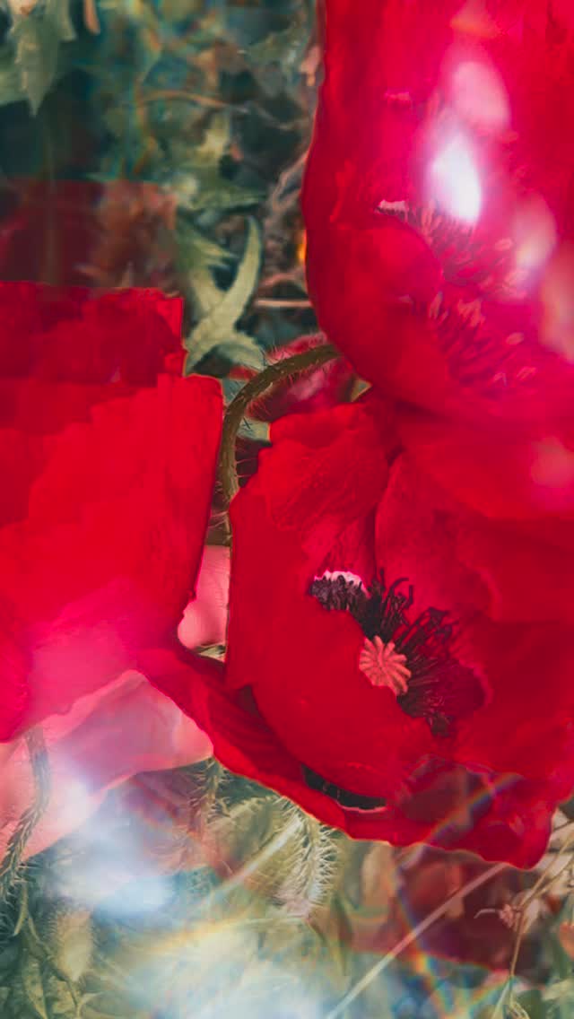 Mémé’s Garden: Poppy ♥️
We love flowers that refused to be tamed.
Poppies grow where they aren’t supposed to.
Between stones.
Along forgotten roads.
In dry soil.
In places no one expected beauty to survive.
And yet… they bloom.
Bright red.
Sometimes orange.
Sometimes deep as wine.
Wild.
Delicate.
Impossible to domesticate.
Mémé had something with them.
Their mystery.
Their softness.
Their rebellion.
They were never meant to live in neat little pots.
And honestly?
Neither was your skin.
Skin doesn’t need 16 complicated steps.
It doesn’t need toxins.
It doesn’t need to be forced.
It needs nourishment.
Simplicity.
Space to restore itself.
Like the poppy, skin carries an untamed intelligence.
✨ Mémé’s Garden. An ode to the plants, flowers and stories that carry her wisdom.
🌱🌳🌿🌱🌲🪵
Mémé’s Garden: Klaproos ♥️
We houden van bloemen die zich niet laten temmen.
Klaprozen groeien waar ze eigenlijk niet horen te groeien.
Tussen stenen.
Langs vergeten wegen.
In droge grond.
Op plekken waar niemand nog schoonheid verwachtte.
En toch… bloeien ze.
Felrood.
Soms oranje.
Soms donker als wijn.
Wild.
Teer.
Niet te domesticeren.
Mémé had iets met hen door hun mystiek.
Hun zachtheid.
Hun rebellie.
Ze waren nooit gemaakt voor nette potjes.
En eerlijk?
Dat geldt ook voor jouw huid.
Je huid heeft geen 16 ingewikkelde stappen nodig.
Geen toxines.
Geen dwang.
Ze heeft voeding nodig.
Eenvoud.
Ruimte om zichzelf te herstellen.
Net als de klaproos draagt huid een wilde intelligentie in zich.
✨ Mémé’s Garden. Een ode aan de planten, bloemen en verhalen die haar wijsheid dragen.
.
.
.
#memesgarden #mememagique #memenature #ancestralskincare #wildbeauty