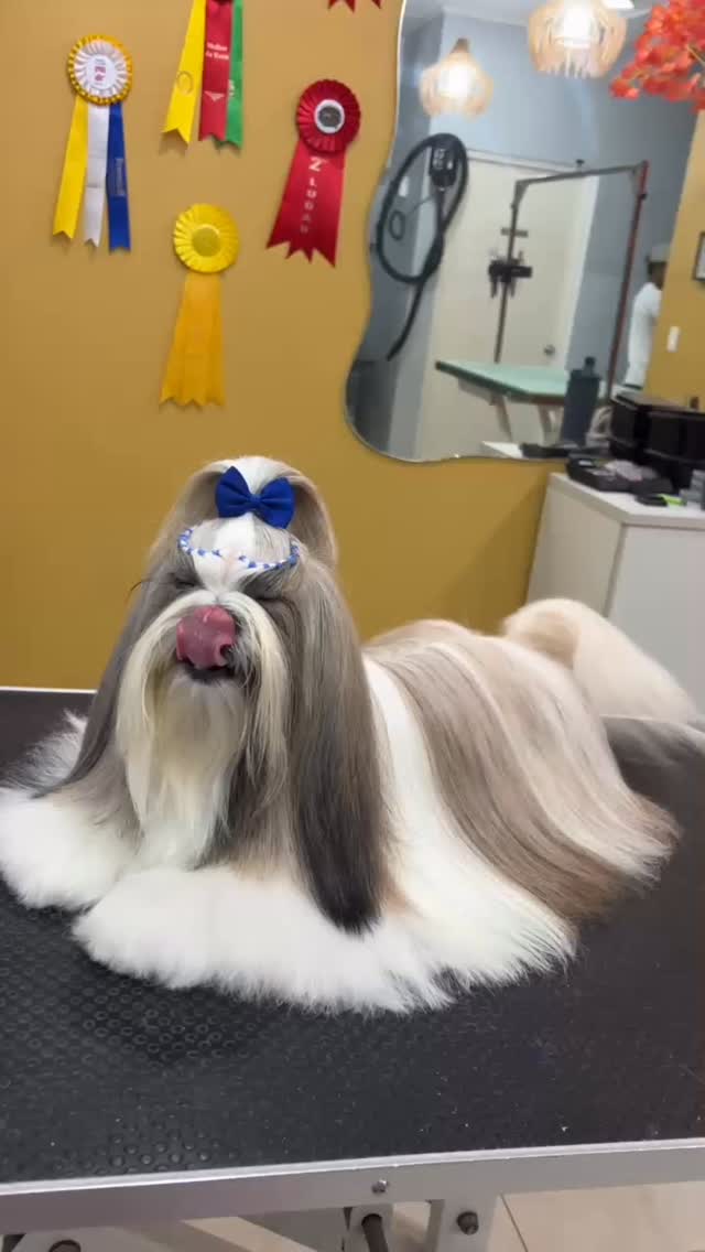 🐾✨ En Studio Grooming creemos que cada mascota merece verse y sentirse espectacular.
Más que un baño o un corte, brindamos una experiencia completa de bienestar, cuidado y amor para tu mejor amigo. Nuestro equipo trabaja con dedicación, utilizando técnicas profesionales y productos de calidad para garantizar resultados que marcan la diferencia.
🐶 Baños profesionales
✂️ Cortes y estilismo canino
🦷 Cepillado dental
👂 Limpieza de oídos
💅 Corte de uñas
✨ Tratamientos especiales y mucho más
Porque hacerlo bien no es suficiente… buscamos la excelencia en cada detalle.
📍Studio Grooming by Elías Araujo
PH Vitro Loft, Local 2, El Cangrejo, Panamá
📲 Reserva tu cita y descubre por qué tantas familias confían en nosotros.
