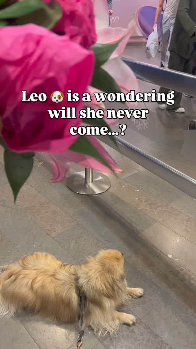 Nu är hon här!! 🙌🏽♥️
Detta blir mammas sista resa till Sverige, sen är det min tur att besöka henne.
I alla år sen hon flyttade till USA har hon kommit tillbaka varje sommar och sedan varannan sommar ( den andra hälsade hon på sin syster i Paris).
Förra sommaren var sista resan till Paris och denna sista till Sverige.
Vid 81 (!) är det jobbigt att resa 14 timmar …
Därför kommer jag från och med nästa år resa till henne.
Skall hälsa på två gånger om året.
Men nu är hon här och vi får möjligheten att glädjas av varandras sällskap!
Tjoho! 🥳
#minmamma #family