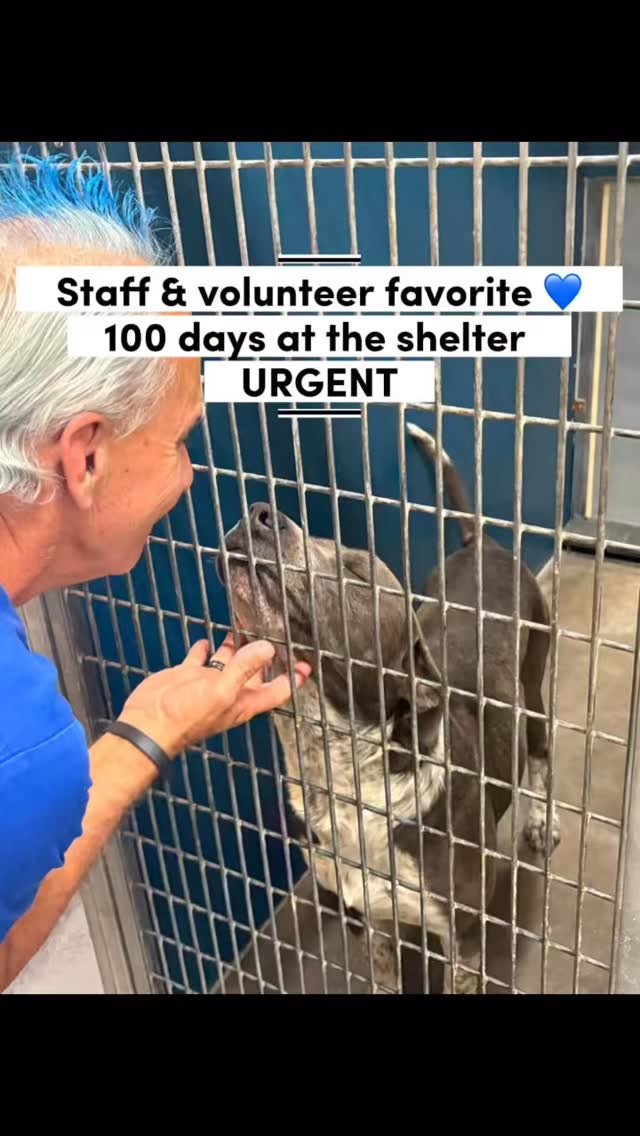 UPDATE: ADOPTED! 💙🐾
For 100 days, volunteer and staff favorite, Linus, has been waiting for a hero. URGENT AND AT HIGH RISK OF EUTHANASIA!
The kennel tech in his area said Linus is his favorite dog! It’s no surprise that all the volunteers adore him as well. Linus is DOG FRIENDLY! He wiggles head to toe when around people. Extremely affectionate and believes he should be a lap dog! Has gone to multiple adoption events and always very well behaved. Previous owner said he is great with: children, visitors, strangers and familiar dogs. Knows how to sit, shake, stay, lay down and come when called.
Meet Linus (A0060188313)
2 years old, 58 lbs, heartworm negative, adoption return on 3/3 because he doesn’t like cats. He is urgent due to becoming stressed in his kennel.
Available for adoption, foster, or rescue.
🐾 All info here: https://www.fortworthtexas.gov/departments/code-compliance/animals/automated-import/60188313
📧 EMAIL to save his life- FWACCtag@fortworthtexas.gov
📍Located at Fort Worth Animal Care & Control- Silcox location: 4900 Martin Street, Fort Worth, TX 76119
#adoptdontshop #fortworth #shelterdog #adoptme #trendingreels