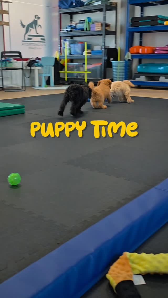 🐾 Vi presento le star dell'attuale Puppy Time! 🐾
Abbiamo Lupin, Vincent, Charlie e Sunny 💛
La Puppy Time non è solo un momento di socializzazione tra cuccioli, ma anche un'occasione per imparare a conoscere il mondo in modo sereno e positivo.
Durante la prima lezione abbiamo iniziato a familiarizzare con alcuni strumenti che i cuccioli incontreranno nella vita di tutti i giorni: spazzola, asciugamano, museruola, tagliaunghie e molto altro.
Piccole esperienze che aiutano a costruire fiducia, sicurezza e una crescita equilibrata fin dai primi mesi di vita. 🐶✨
👉 Tu hai un cucciolo? Quali attività fate insieme? E qual è la competenza che per te è più importante insegnargli in questa fase della crescita? 🐾
#psicomotricitàa4zampe #educazionecinofila #benesseredelcane #cuccioli #attivitàpercani