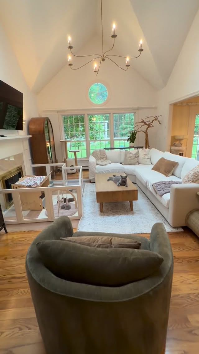 How our babies are raised ✨
.
FOLLOW here@newenglandbrits🦭
#bostoncats #britishshorthair #britishlonghair #homemade #homesweethome