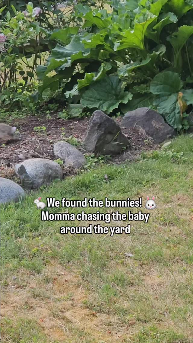 The bunny family 🐇 moved across the street! It makes sense as there is so much room to move. And, my neighbors have lots of great vegetables they are growing! So fun to see momma chasing her baby around the yard!
#babybunnies #bunniesofinstagram