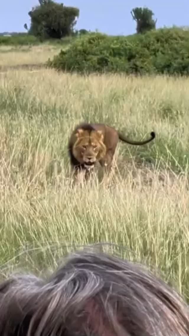 We were glad to be in the truck for this encounter 😂
#lion #uganda #queenelizabethnationalpark #africanmotoadventures