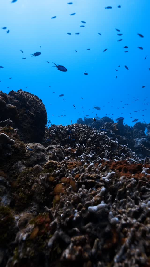 Hidden beneath the surface of Cozumel lies a whole universe.
Corals breathing life into the reef, colorful fish dancing with the current, and every dive reminding us why protecting the ocean matters. 🐠🪸
This is more than a dive… it’s a front-row seat to nature’s masterpiece. 💙
Ready to explore Cozumel with us?
Dive longer. See more.
Experience the magic with Aldora Divers 🤿
#AldoraDivers #Cozumel #CoralReef #UnderwaterWorld #scubadiving