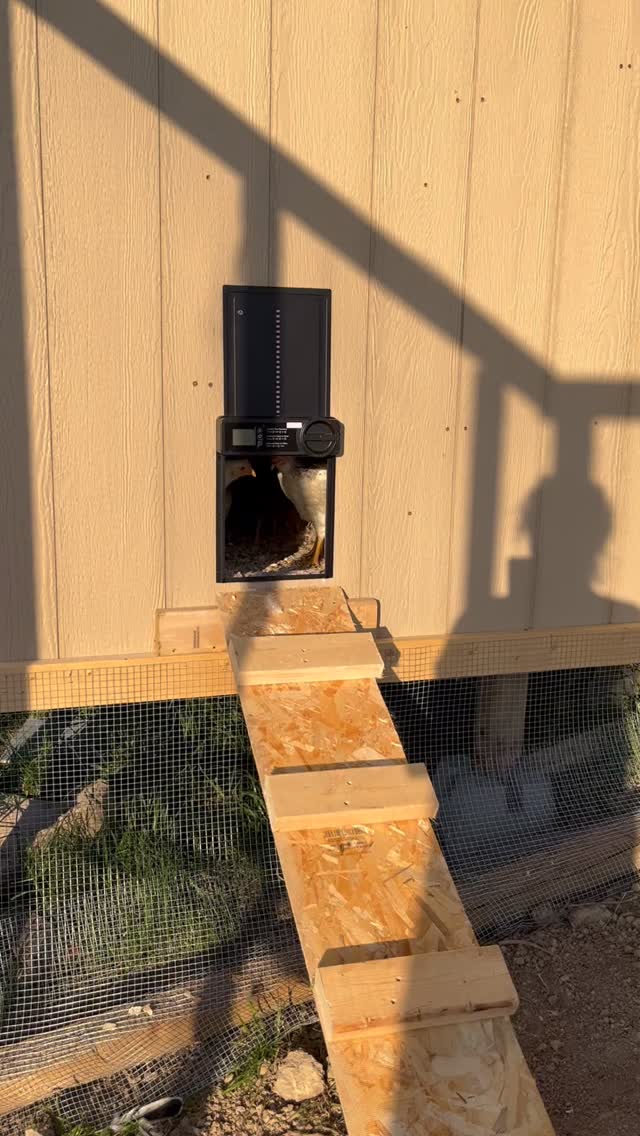 Our new Deluxe chicken coop and run is almost finished! Designed and built by our very own Farmer Ken! @thistlehousefarm #thistlehousefarm #carefarm #chickens #farmlife