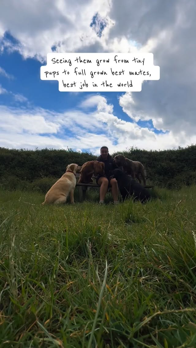 Seeing them grow from tiny puppies I used to take out on their very first walks to the dogs they are now… and still getting to see them every week feels like a blessing 🐾
#Dogsofinstagram #doglover #dogs #dogwalker #essexdogwalker