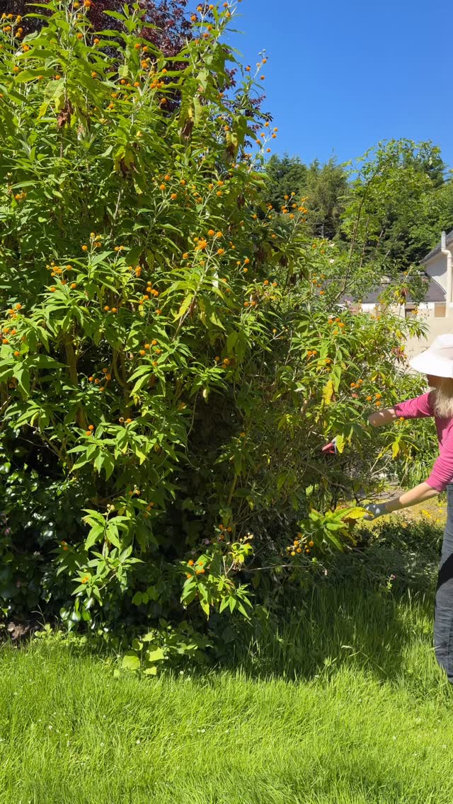 When I was at school I took flower arranging lessons, it’s something I love to do whenever I’m here at this beautiful property with my grandmothers prize winning garden, which has now gone a bit wild 🥰 In order to not lose all the walkways entirely I thought I’d do a bit of pruning and use the stunning cuttings.
In case you’re curious, here are the plants I used, according to @the_rhs :
Buddleja globosa - Orange ball tree
Philadelphus subcanusvar - Magdalenae white mock orange
Weigela florida - Old-fashioned weigela
Aquilegia bertolonii - Bertolonii Columbine #flowerarranging #cottagegarden #cottagecore #gardening #slowliving