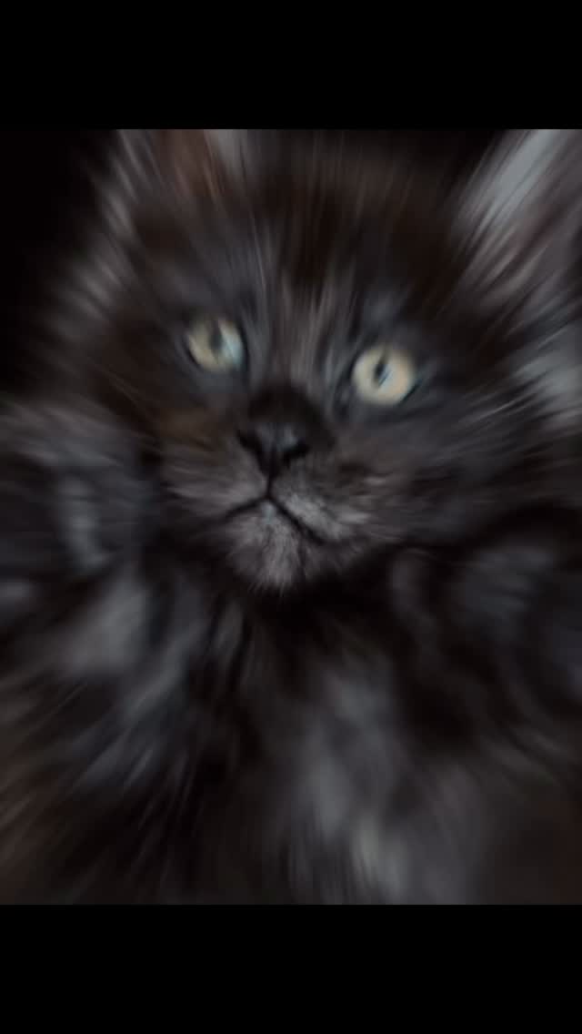 #mainecoon #cat #kitten #catlife