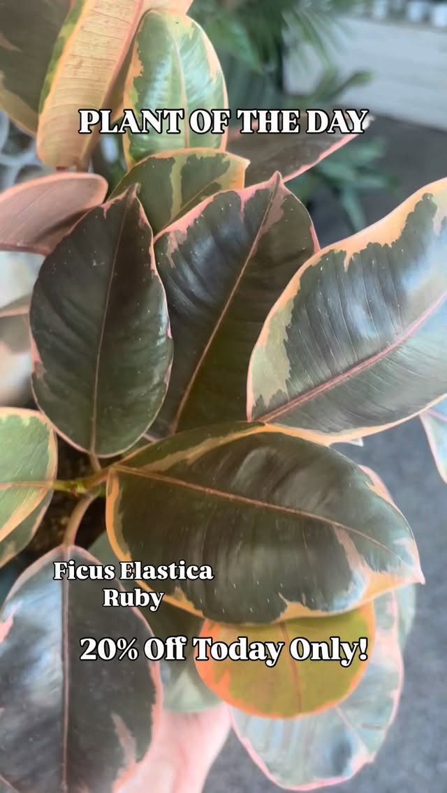PLANT OF THE DAY!
Today’s plant is the Ficus Elastica Ruby and it’s 20% Off Today Only! Open 10-6pm
The Ficus Elastica Ruby wants medium to bright indirect light. Water every 1-2 weeks when the soil is about 2/3rds dry.
#nebraskaplantshop #grandislandnebraska #tropicalhouseplants #plantoftheday