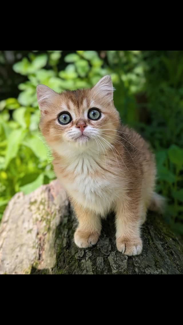 Meet Ellis, a green eyed kitten for a change! Ellis may not have those cool blue eyes, but his coat is the reddest one in the litter. Like his sister, he will start getting around her closer to 6 months of age.
#britishkitten #loveofbrits #britishshorthair #greeneyes #ny11