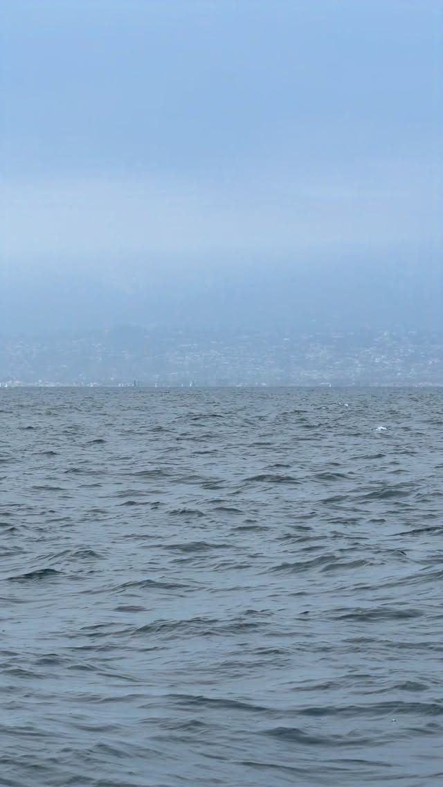 We got a BREACHER! 🚀 We got 30+ breaches/ chin slaps from this humpback to end our trip today 🙌🏻
There was so much life right outside the harbor. In total we watched 3+ humpback whales and 2,000 common dolphins as they fed and frolicked right off the coast of Santa Barbara 🐋
Video by @adamernsterwildlife with @devin.hunt at the helm 🛥️