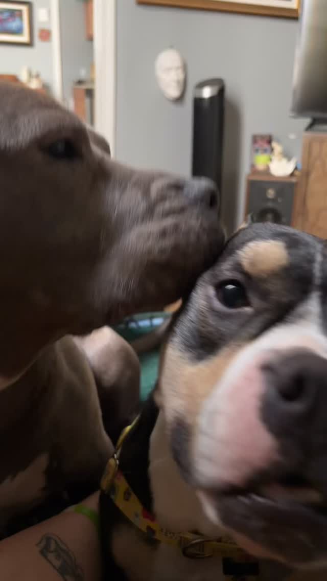 Fun fact: adoptable Dragon was once a practicing dentist. Unfortunately, his dental career was short-lived. Turns out “licking the plaque off” isn’t an approved cleaning method, no matter how enthusiastic you are 😜
#adoptdontshop #noladogs #adoptme #rescuedogsofinstagram #rescuedogs