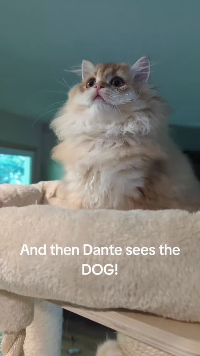 I socialize my kittens with my Irish wolfhound on demand. Dante is still looking for a home, therefore he hasn't been exposed to Lili. He was totally stunned when she walked in. I wonder what was going through his mind!
#britishlonghair #by11 #chocolategolden #blh #kittensforadoption