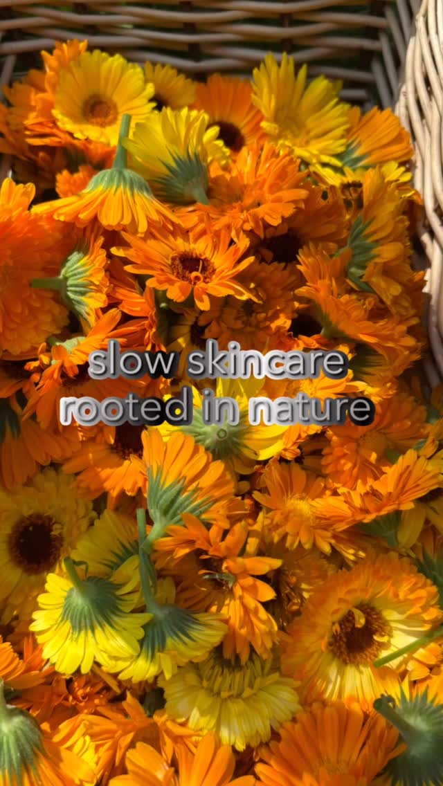 for the people who read labels.
skincare starts long before the bottle.
calendula grown from seed, carefully infused, and crafted into small-batch botanical skincare 🌼
slow skincare, rooted in nature.
#GDBotanicals #HandmadeCanada