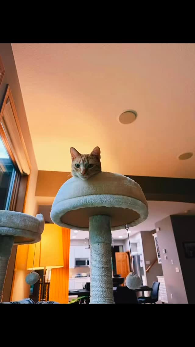 Fiona Flossđ±đđ±đ#catsofinstagram #cats #fyp #love #fyp