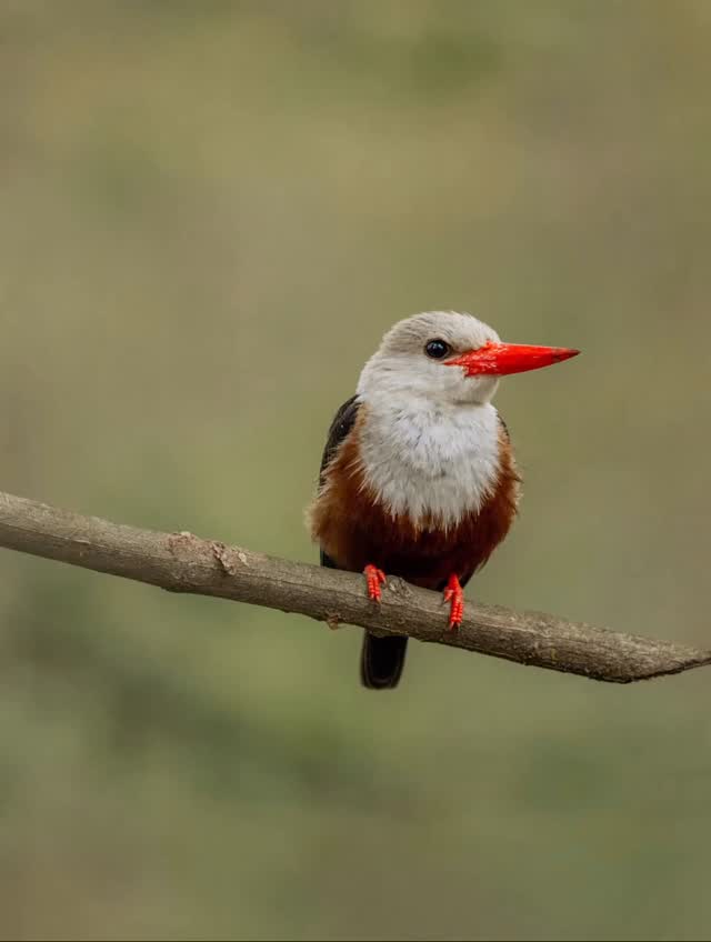 Colorful Jewel of Tanzania’s Wild
A small bird with a bright red beak and stunning colors, bringing life and beauty to the African wilderness.
Tanzania is home to hundreds of bird species, making it one of the best destinations for birdwatching and wildlife photography. Every safari offers a chance to discover nature’s hidden treasures.
✨ More than wildlife, Tanzania is a paradise for bird lovers.
📲 https://wa.me/255744391567
🌍 http://www.meilleurtours.com
#MeilleurTours #BirdWatching #TanzaniaSafari #WildlifePhotography #NatureLovers