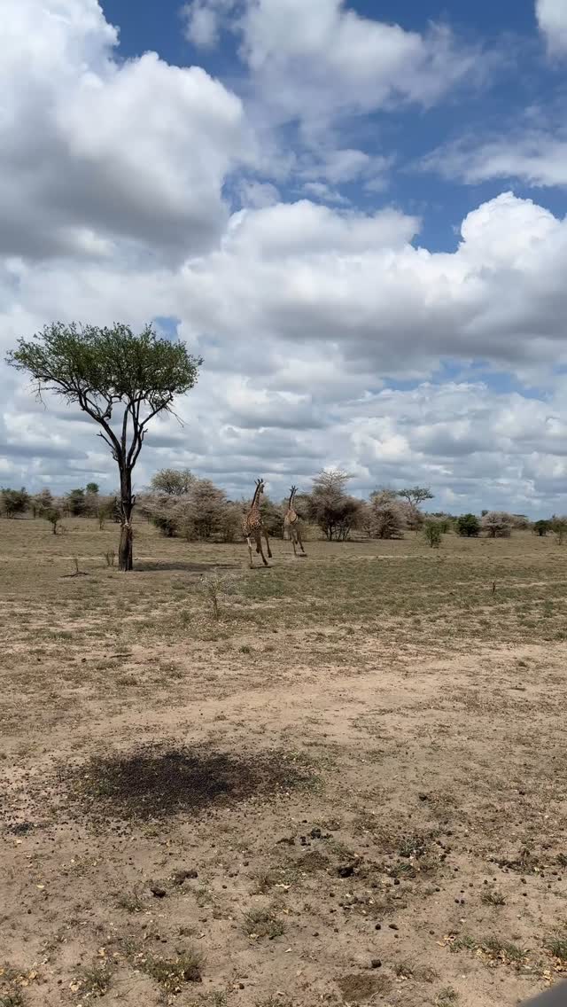 The safari season has started! So what’s the point for waiting? Book your Safari to Nyerere national park in Tanzania with the traditional and explorer style oriented Porini Camp.