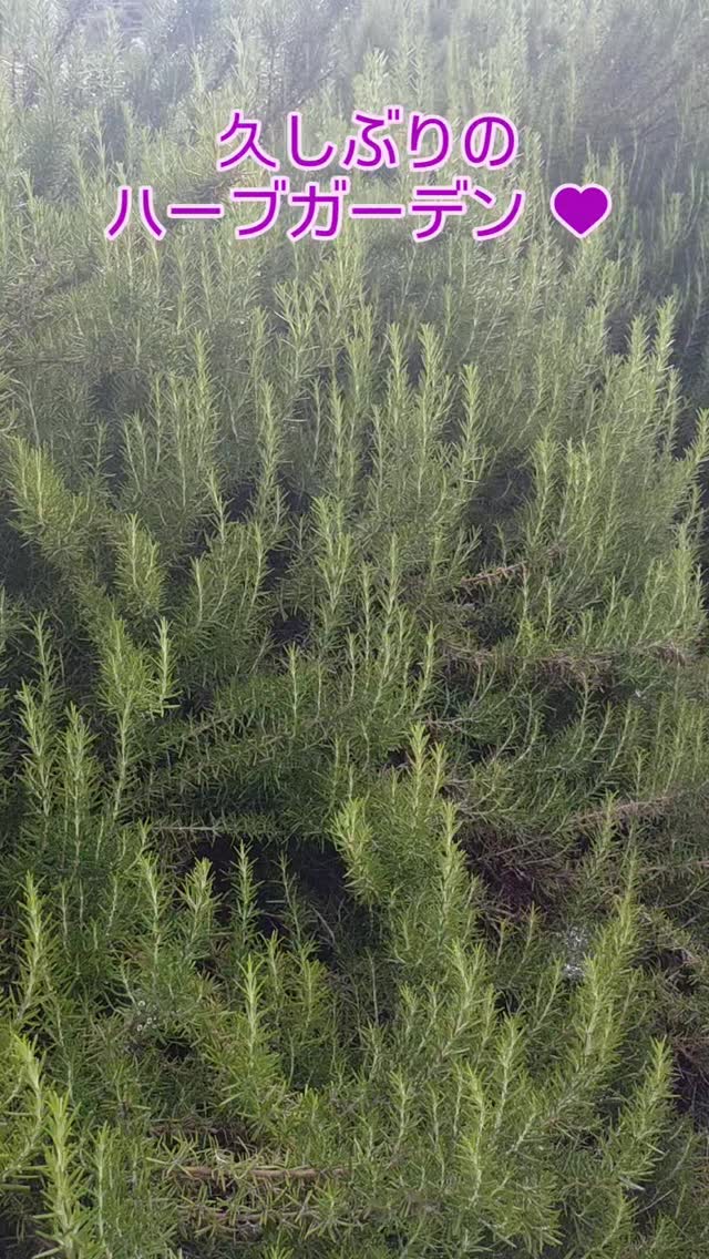 久しぶりにハーブガーデンへ🌿
風の香りと植物のエネルギーに、心までゆるみました。
自然の中にいるだけで、呼吸が深くなる。
#ハーブガーデン #南房総リトリート #植物のある暮らし