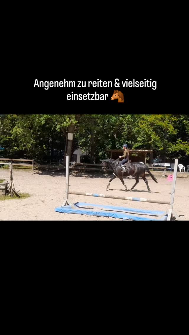 Ein paar Eindrücke von diesem schicken Wallach ✨🐴
Leichtrittig, unkompliziert und mit einem tollen Reitgefühl ausgestattet.
Weitere Informationen gerne auf Anfrage.
#verkaufspferd #dressurpferd #sportpferd #niedersachsen #braunschweig