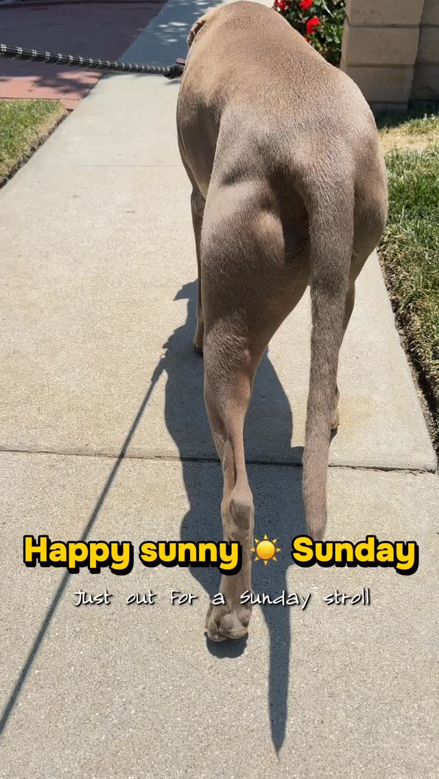 Happy sunny Sunday friends. #dogstagram #sunny #sundayvibes
