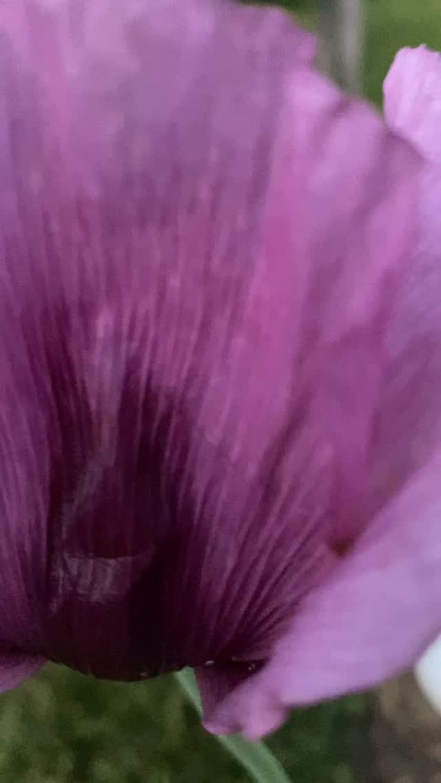 Hungarian Blue Poppies are finally blooming here at Bloom Junction. They are an heirloom bread seed poppy. She comes up to my shoulders and has me in awe.
Her petals will drop quickly to reveal the urn shaped pod. I can use the pods in floral arrangements. The seeds may find their way into my poppy seed bundt cake.
For now, let’s just take in the purply violet tissue paper petals and how it plays off the silver foliage. Oh and if you watch a second time, be sure to catch a glimpse of the fireflies beginning their evening show in the backdrop. I am still gobsmacked that they are here already.