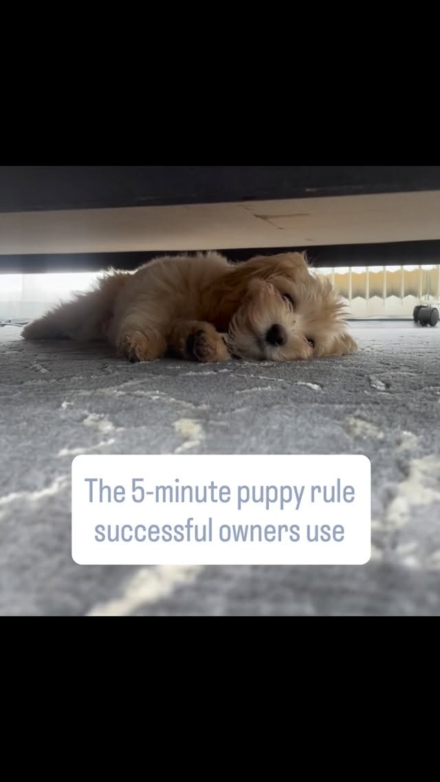 Can’t be bothered 💤!
If your puppy is the same …
congratulations: your puppy is perfectly normal.
The “5-Minute Puppy Rule” is simple: Short, hyper-focused training sessions always beat long, exhausting ones.
At this stage, their brains operate on a very strict, biologically timed routine: Eat, Sleep, Play, Poo, Repeat. 🔄
Their brains require an immense amount of rest to process the world around them, making long sessions completely counterproductive.
🔹 At 3 Months: They need 18 to 20 hours of sleep a day. Following the rule, their training should be just 5 to 10 minutes per session.
🔹 At 6 Months: They still need 16 to 18 hours of rest. You can gradually increase the rule to 10 to 20 minutes, a few times a day.
Quality always beats quantity.
As a puppy specialist, I don’t believe in forcing a square peg into a round hole.
✨ I work with their nature. No stress, no exhaustion.
Need help navigating the puppy phase without the guesswork? DM me to get started. 🐾
#PuppyTrainingTips #NewPetParent #puppyroutine