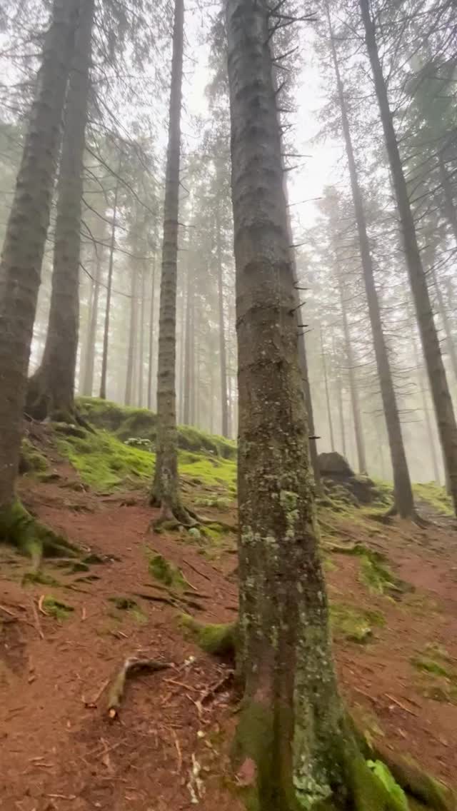 If you’ve ever felt:
🔸terrified of “giving up” the disordered eating (food feels like the only “good thing” or restricting is the only thing that makes you feel good about yourself)
🔸 anxious about the reactions of people around you frustrated that you aren’t able to just stop the behaviour
🔸like you’re recovering but still have those thoughts and have eating disorder behaviours
🔸feel like food is the one saving grace of the day
🔸eating feels like losing the fight
🔸 you both want to recover but also don’t want to!
Then I might be able to support you through the nuanced struggles of eating disordered experiences.