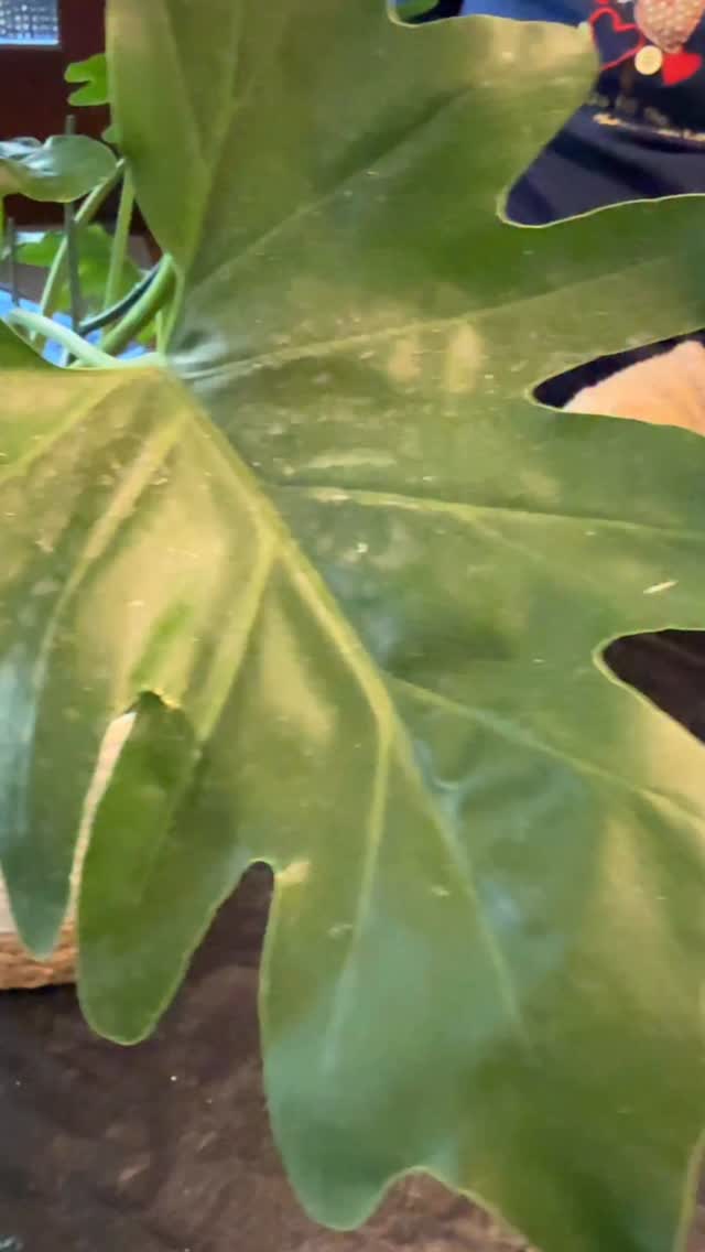 Learn all about Sexy Plant Juice- what it is, why you need it and how to freshen up your plants and make them gorgeous and healthy!😍🪴
Comment “Sexy” and let your green thumb and green plants shine! ✨
💚🪴💚🪴💚🪴💚
Hit follow. We’re your people. @babblewithbrookeig the anti-influencer take on everything for 40+ ladies- fashion 👠 + food 🥘 + beauty 💄 + travel ✈️ + parenting 👶 + wellness 🧘♀️ + entertainment 🥂 and more!