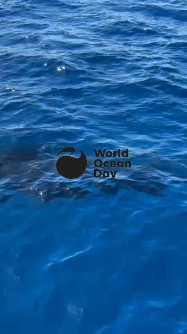 #worldoceanday2026 #bluejacksail #naturelovers