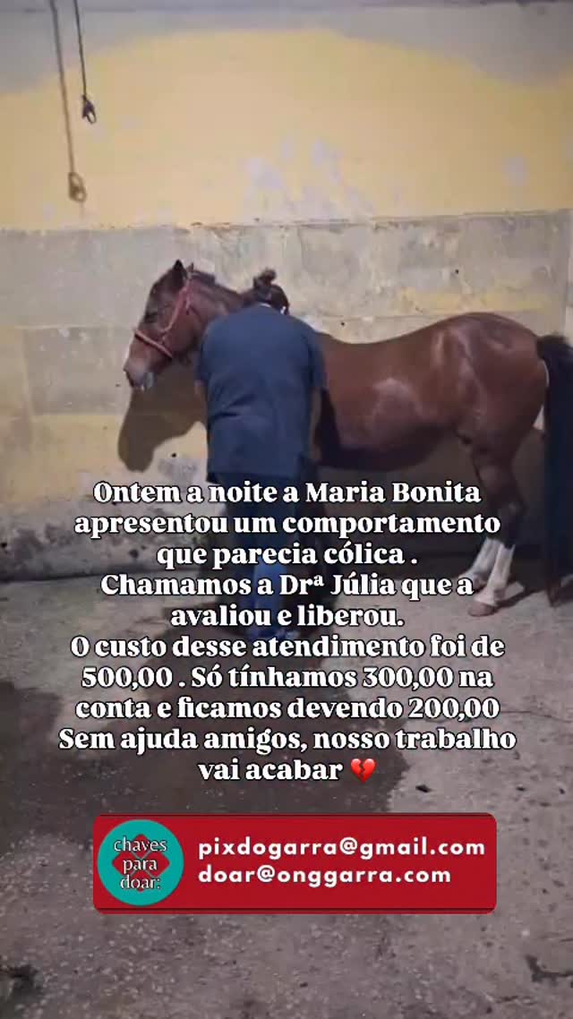 Ontem Maria Bonita começou a apresentar um comportamento incomum pra ela. Se deitava e rolava por várias vezes durante o final da tarde
Chamamos a Drª @juliarchervet que fez a avaliação, não era cólica - Graças a Deus
O custo dessa visita foi R$500,00
Só tínhamos R$300,00 na conta
Fizemos o pix dos trezentos, zeramos nossa conta e ainda ficamos devendo 200,00
No sábado foi o Jack e lá se foram mais 500,00
Quando não é um cavalo, um cachorro ou gato…
Sempre temos emergência e os custos são altíssimos
Ainda não pagamos o aluguel, estamos sendo esmagadas pelas dívidas e contas que não param de chegar
Eu sinceramente não sei mais o que fazer além de vir aqui e encher o saco de vocês pedindo socorro
Vontade de desistir de tudo, um fracasso atrás do outro 💔
