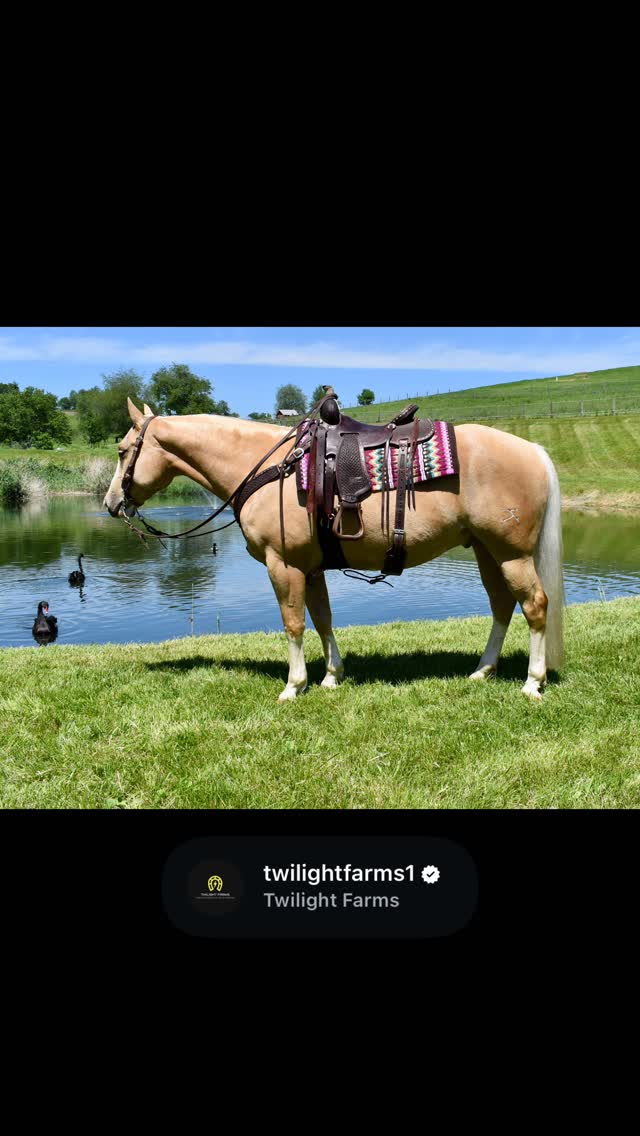 ⨠One of the Best Horses We Have Ever Offered â¨
Some horses are nice. Some horses are useful. A select few are truly exceptional.
Fusion is one of those rare horses.
Foaled in 2021 and standing just under 15 hands, this stunning palomino gelding combines beauty, versatility, training, and temperament in a package that is incredibly difficult to find.
What makes Fusion especially unique is that we have owned him since he was just six months old. We know his entire history, every mile, every experience, and every stage of his development.
Over the past several years, Fusion has been thoughtfully and intentionally exposed to a wide variety of environments and disciplines. He has traveled extensively, gained ranch experience, covered miles of mountain trails, driven countless road miles, competed in the atmosphere of the All American Quarter Horse Congress, and remains the same dependable horse wherever he goes.
â English & Westernâ¨â Well broke to driveâ¨â Traffic safeâ¨â Trail provenâ¨â Bridleless trainedâ¨â Trick trainedâ¨â Safe for all levels of ridersâ¨â Ridden and enjoyed by children of varying ages and abilities
Fusion is the type of horse that can confidently step into almost any program and excel. Whether youâre seeking a trusted family horse, a polished all-around partner, a driving horse, a trail companion, or a horse that can continue into the show pen, he has already proven he can do it.
Quite simply, he is one of the finest horses we have ever had the privilege to offer.
đ Fresno, Ohioâ¨â Nationwide shipping available
Private inquiries welcome.
⨠Twilight Farmsâ¨Where strong foundations build lasting partnerships.
#twilightfarms #familyhorse #trailhorse #horseforsale #aqha