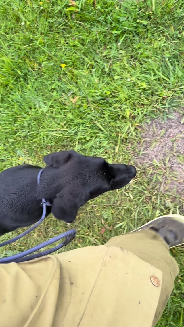 Livets första fotgående 🥰 Så här gör jag. Rastar så överskottsenergin är borta. På med ett retrieverkoppel och sen går vi. Gör inte en stor grej av det, inget godis, ingen leksak, bara jag, Kvick och ett koppel. Lugnt och tryggt. Jobbat mycket med rösten och försöker förmedla en lugn energi till Kvick. Han och jag i vår bubbla 😍🥰 Ps. Det gjorde ont att krocka med knäet i huvudet på honom… Men gör ingen stor grej av det, vi fortsätter som om inget hänt. #teamolsen #teamolsenforthewin #levadrömmen #blivandestjärna #vitvåtillsammans