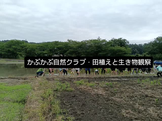 かぷかぷ自然クラブ
田植えと生き物観察
無事に今年も田植えができました。
いろんなお仲間で、100人の大所帯!
賑やかに、川でも生き物もいろんなものが
観察できました。
体験は随時受付中です🎶
公式ラインへご連絡下さい。
#かぷかぷ自然クラブ #森のようちえん #0歳からの親子自然体験 #青梅 #東京