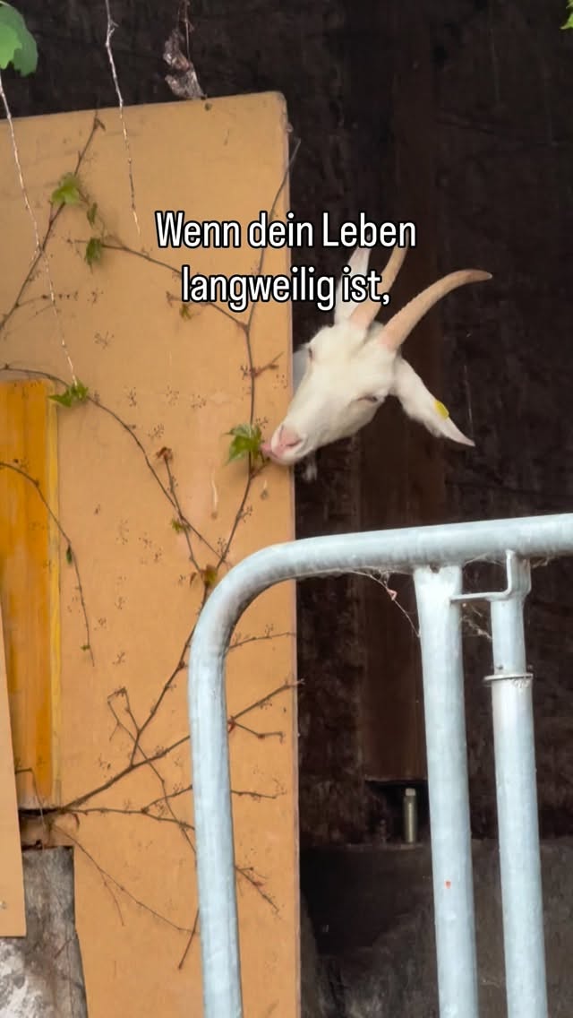Ich glaube du brauchst Ziegen… 😜
#ziege #ziegenliebe #lebenshof #gerettet #lustigetiere