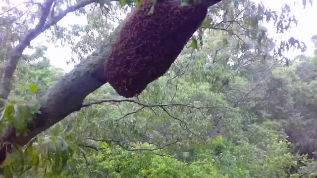 Drone footage of a giant swarm about 60 feet off the ground!