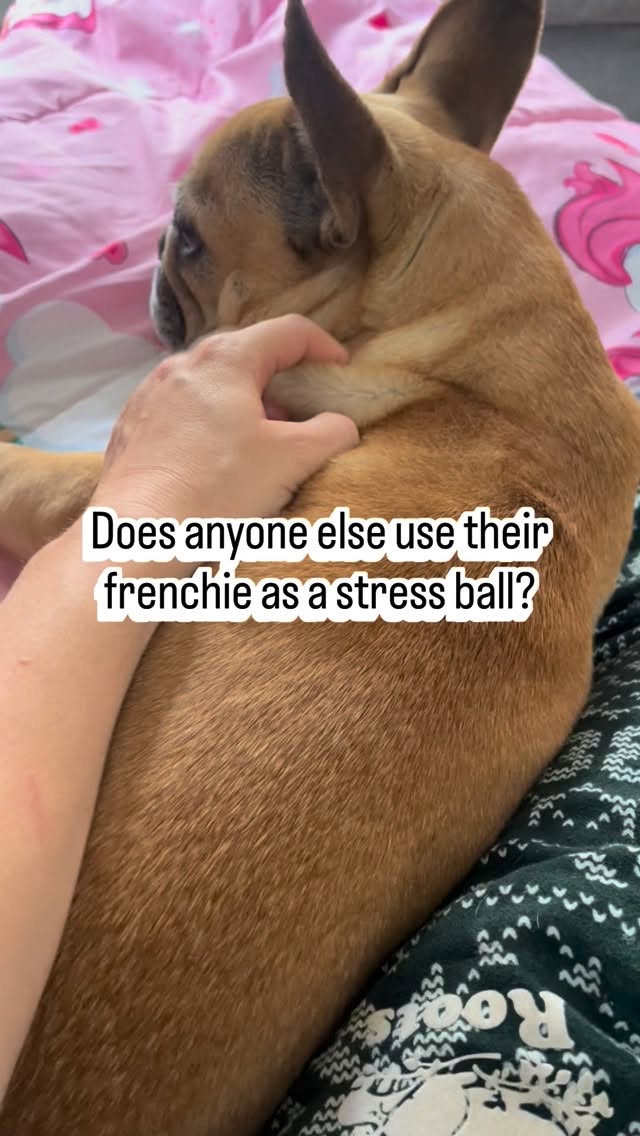 Anyone else? By the way- This is Rainer- the office dog
