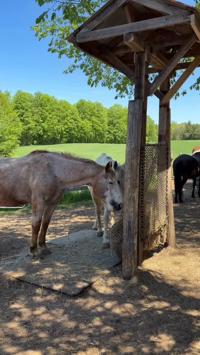 Safe to say he’s got the hay nets all figured out!
#haynetexpert #horselife #horse #barnlife #horsehumor