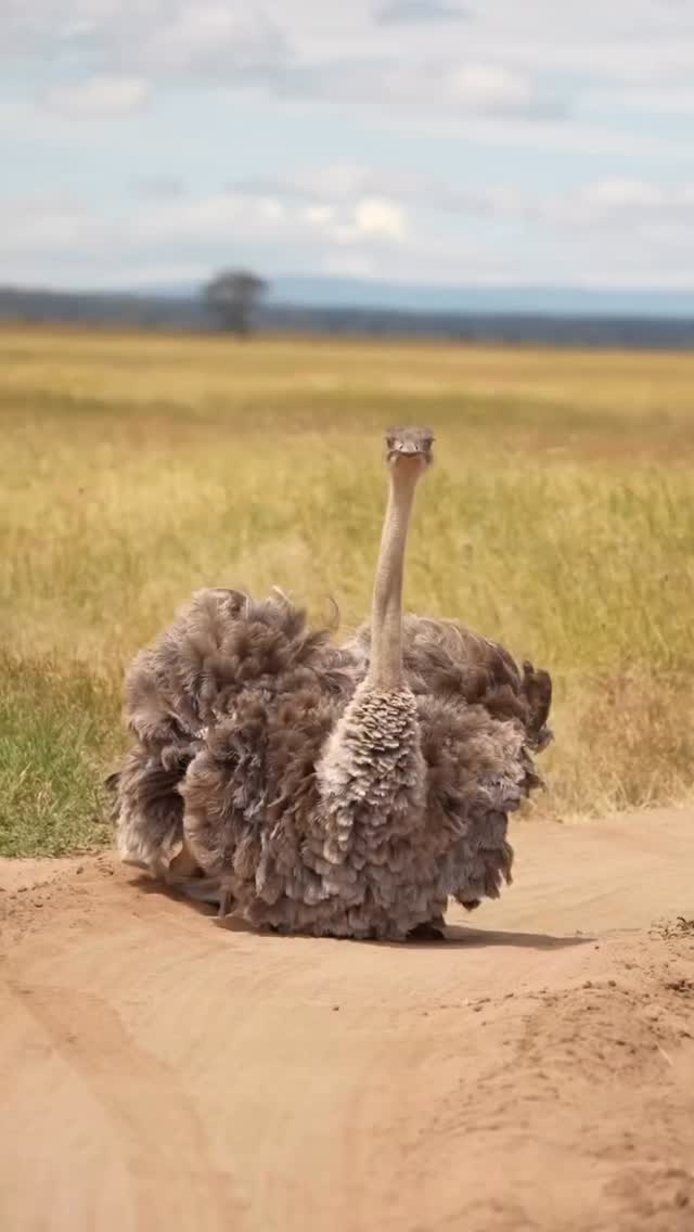 Dance of the Savannah: Ostrich Safari Moment
One of the most entertaining sights on a Tanzania safari — an ostrich enjoying a dust bath in the African plains.
By rolling in the dust, ostriches help keep their feathers clean and stay comfortable in the wild. It’s a simple behavior that shows how animals adapt and thrive in their natural environment.
From powerful lions to fascinating birds, every safari reveals a different side of Africa’s wildlife.
✨ Discover the wonders of Tanzania safari.
📲 https://wa.me/255744391567
🌍 http://www.meilleurtours.com
#MeilleurTours #Ostrich #TanzaniaSafari #WildlifeExperience #SerengetiSafari