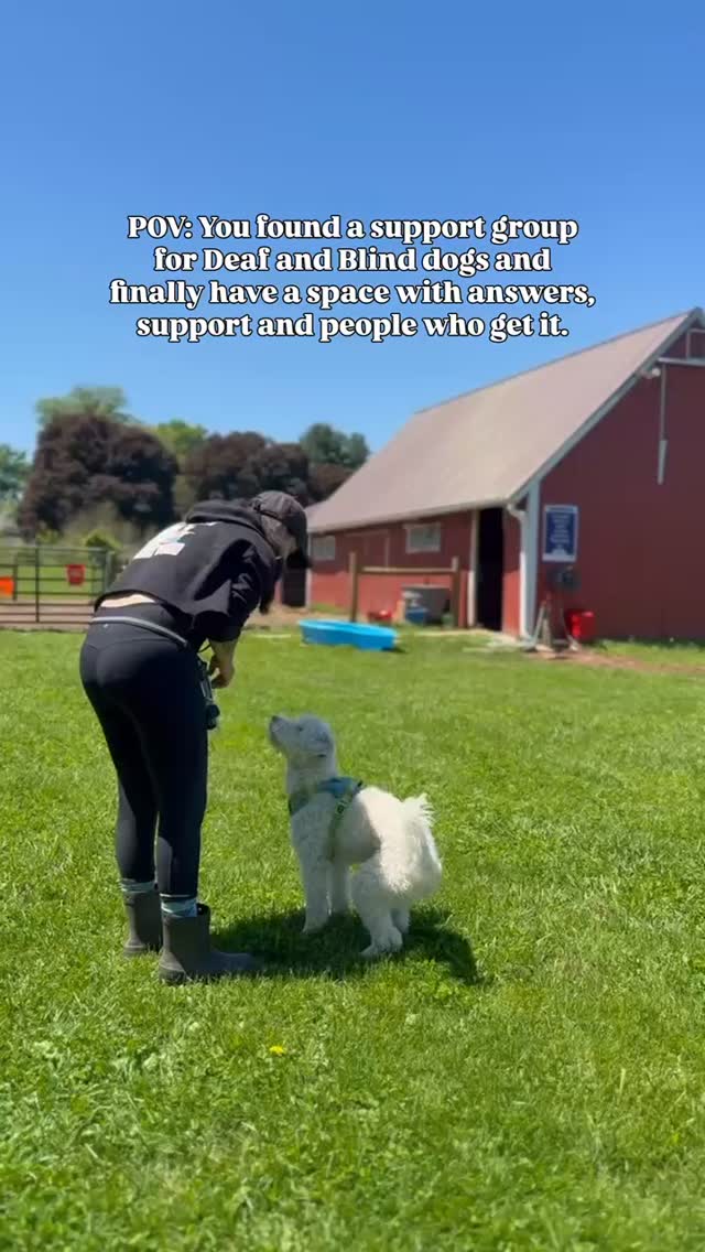Creating spaces for folks to feel seen and supported has always been been priority as a dog trainer and as a human. And I knew I couldn't be the only dog guardian wishing for community that held space for my deaf and blind dogs.
$15.99 /mo | Bi-monthly training challenges + live video calls
Come as you and ask your questions in the comments!