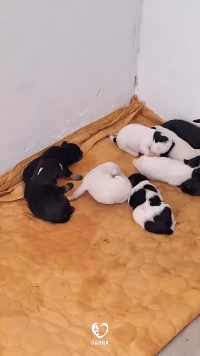 Bom dia com nossos 12 novos Garrinhos que agora estão em segurança sem correr o risco de sofrer nenhum tipo de violência.
Será que vocês podem dar as boas vindas pra esses Anjos doando Cinco Reais para que possamos pagar o aluguel do sítio?
Vamos deixar a chave fixada nos comentários e agradecemos muito à cada amigo que puder nos estender a mão segurando essas patinhas com muito amor 🙏🏻🐾🙏🏻
#filhote #garranimal #onggarra #cachorro #adote