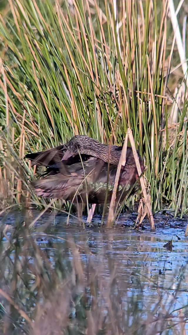 Sometimes, you need to take some time for a little self care! Its not selfish, its vital!
We are all very good at taking care of friends, loved ones, children etc.... but useless at actually saying, 'I need some time to me'!
Take some time out like this Glossy Ibis, get your hair done, your nails done, go to the gym, have that bath! Do something to make you happy!
Hope the new week is treating you well
#bekindwatchbirds #noticenature #birdinguk #natureinspires #selflove