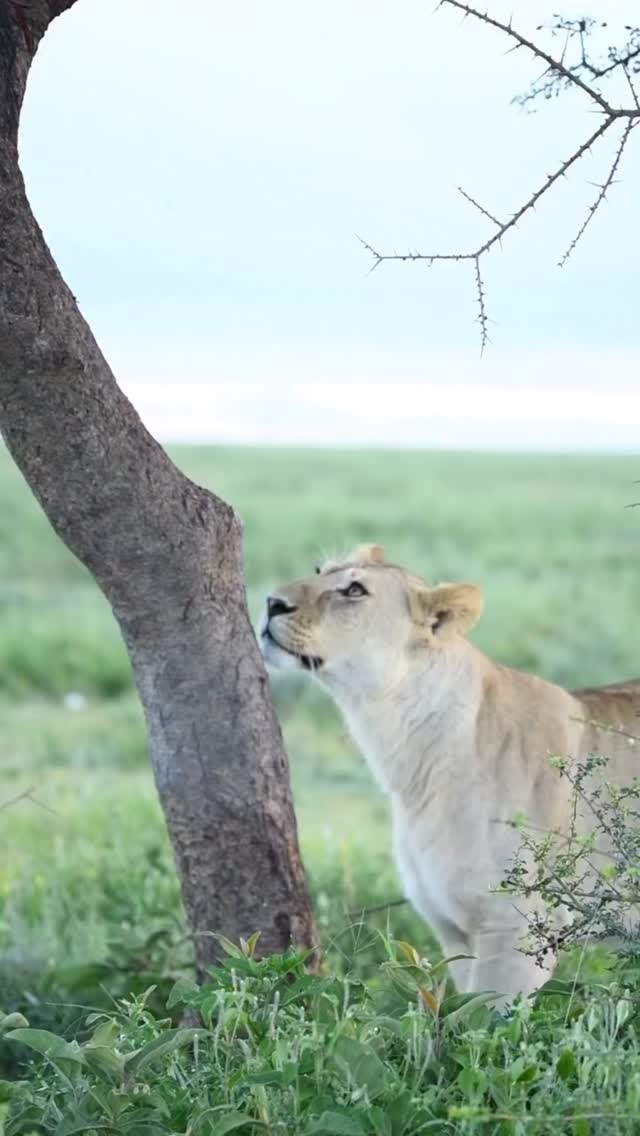 Above the Savannah: Tree-Climbing Lioness
A rare and fascinating safari moment — a lioness climbing a tree and resting above the plains.
While lions are usually seen on the ground, some lionesses climb trees to enjoy a better view, escape insects, or simply relax in the shade. It’s a unique wildlife sighting that every safari traveler hopes to witness.
✨ Experience extraordinary moments on a Tanzania safari.
📲 https://wa.me/255744391567
🌍 http://www.meilleurtours.com
#MeilleurTours #Lioness #TanzaniaSafari #WildlifeExperience #SafariAdventure