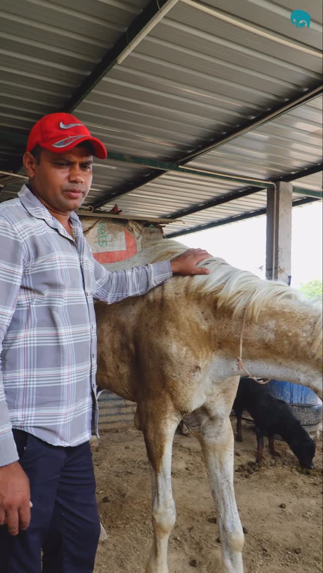 This mare was found in Bahadurgarh with a severely injured foot and in urgent need of help.
She is now safe at the sanctuary, receiving medical care, rest, and the time she needs to heal.
Recovery won’t happen overnight, but every day brings her one step closer to comfort and strength.
For now, she’s exactly where she needs to be.
(horse rescue, rescued horse, injured horse, broken foot, horse rehabilitation, equine rescue, equine care, animal rescue, animal sanctuary, horse welfare, veterinary care, working horse rescue, Bahadurgarh horse rescue, rescued animals, animal welfare, equine rehabilitation, sanctuary life, horse recovery, compassionate care, animal protection)